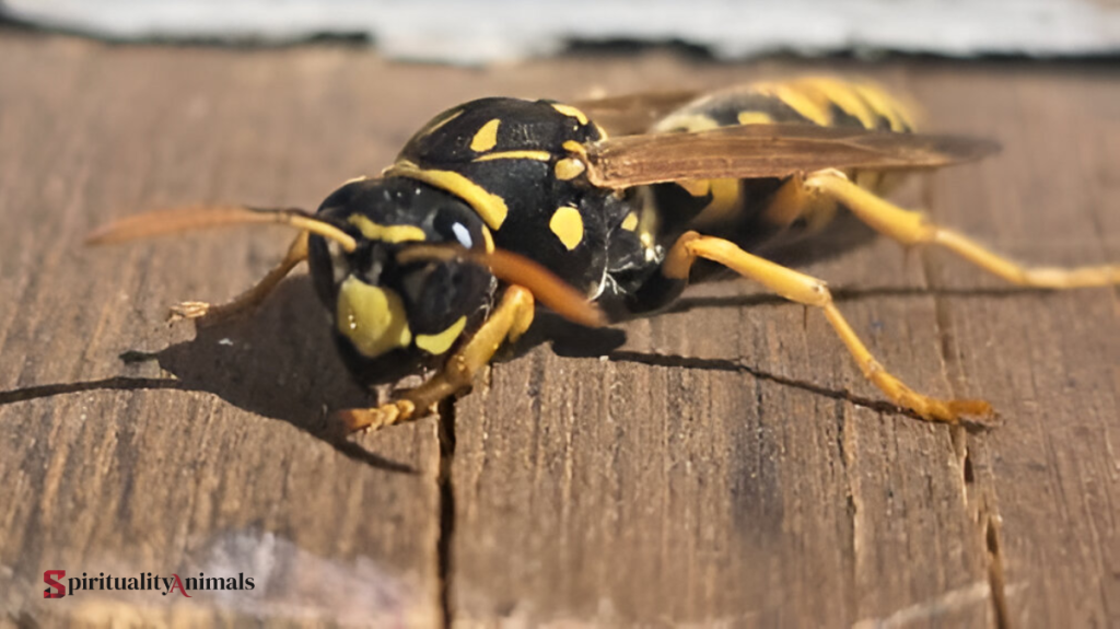 Spiritual Meaning of Hornet