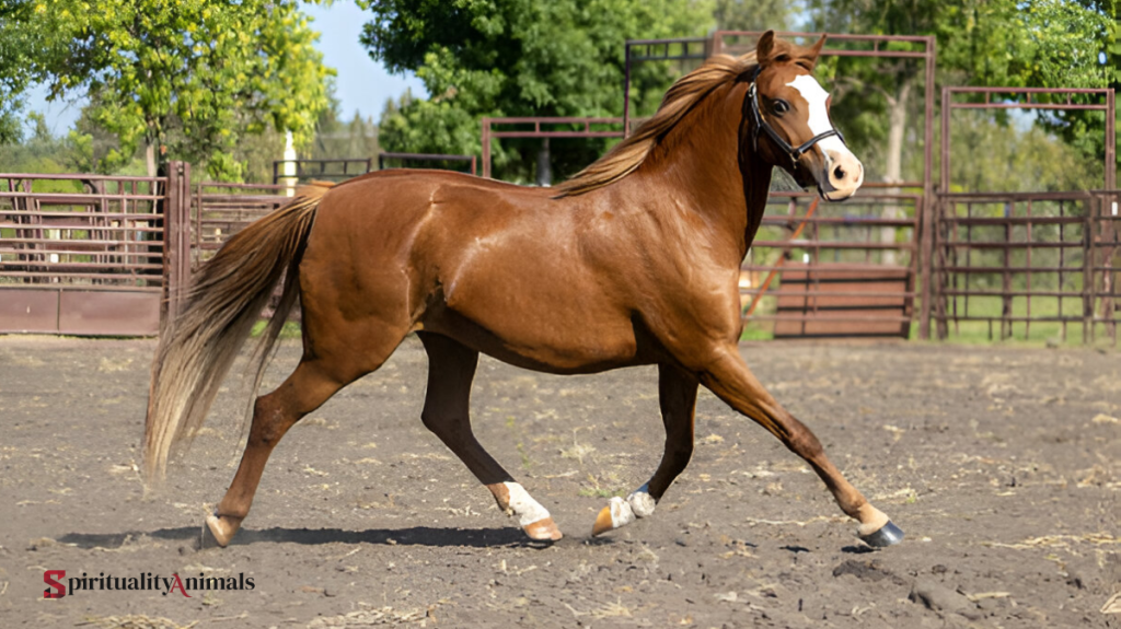 Spiritual Meaning of Horse