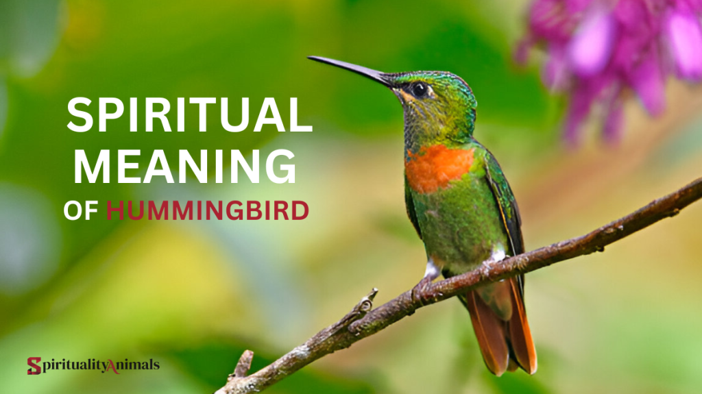 Spiritual Meaning of Hummingbird