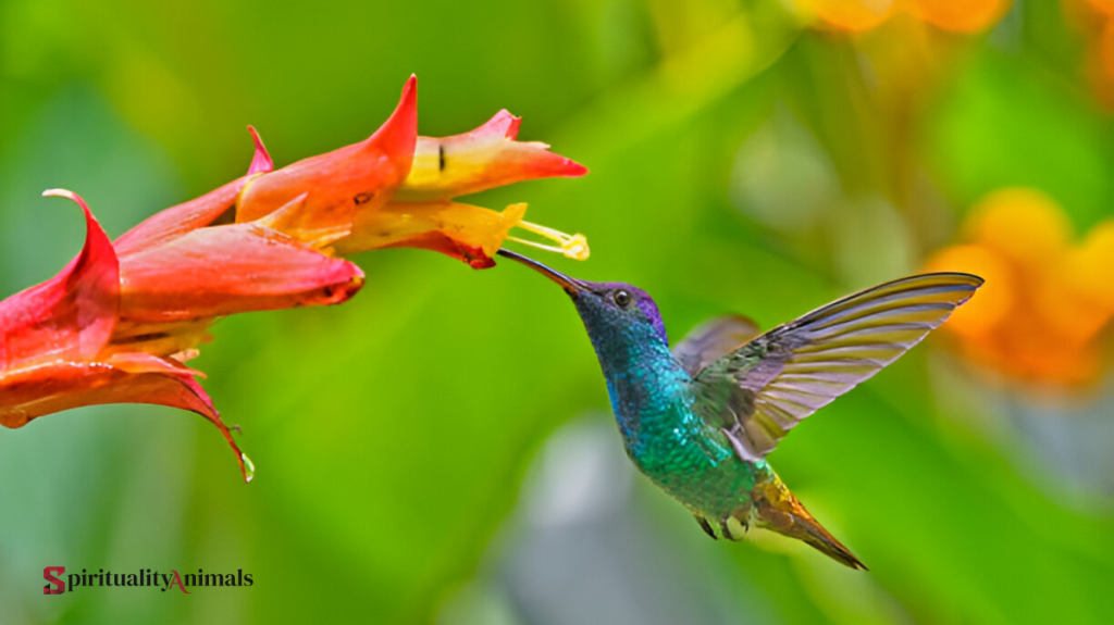 Spiritual Meaning of Hummingbird