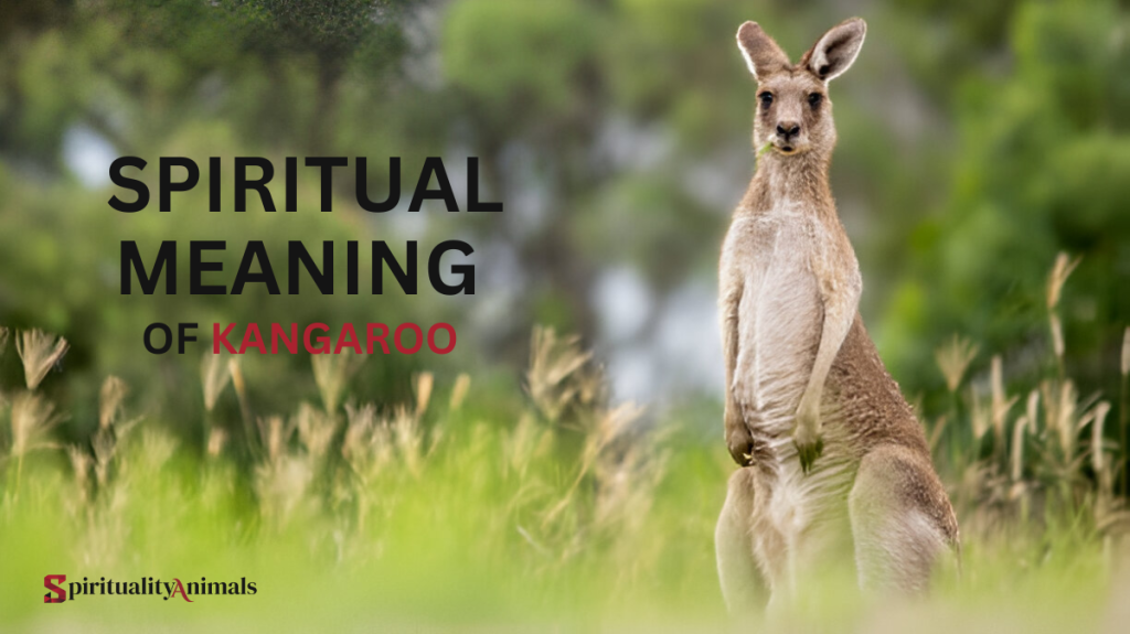 Spiritual Meaning of Kangaroo