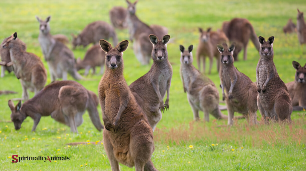 Spiritual Meaning of Kangaroo