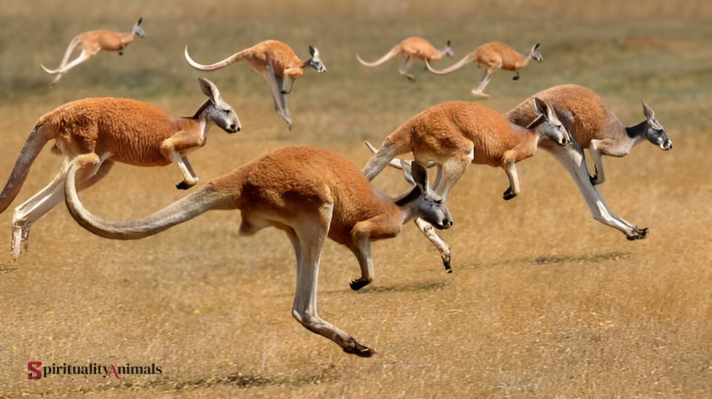 Spiritual Meaning of Kangaroo