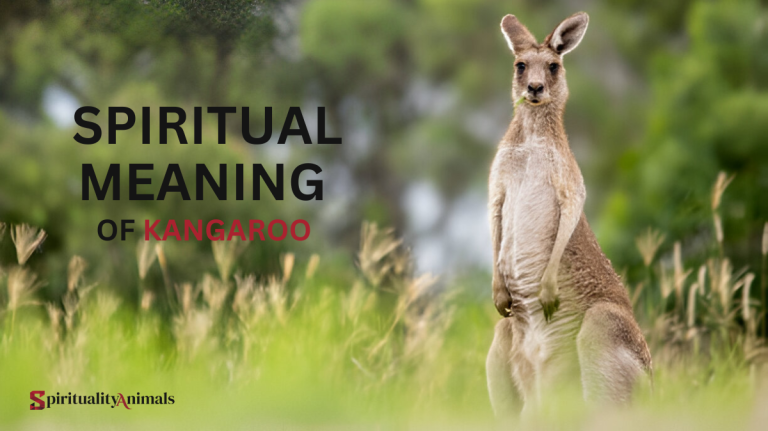 Spiritual Meaning of Kangaroo