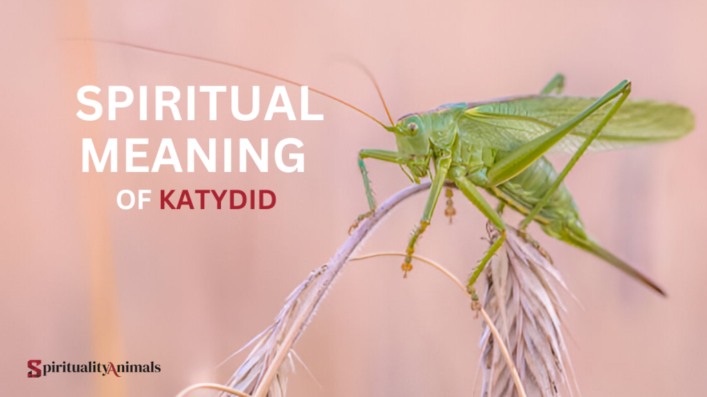 Spiritual Meaning of Katydid