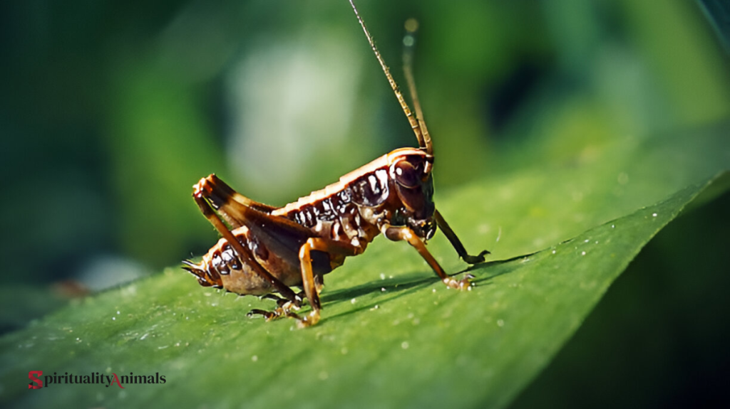 Spiritual Meaning of Katydid