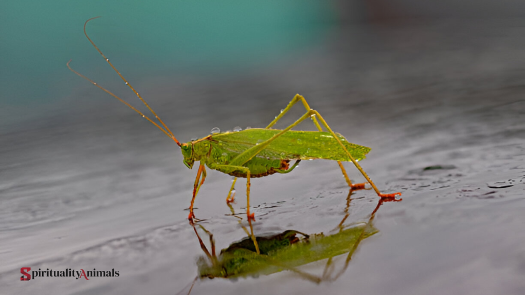 Spiritual Meaning of Katydid