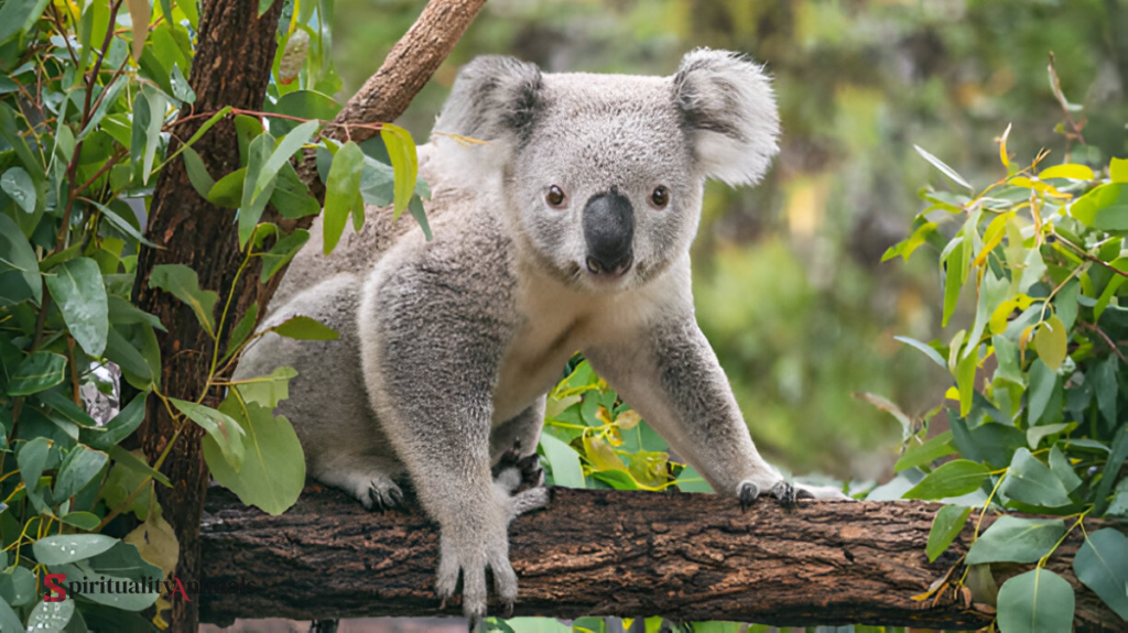 Spiritual Meaning of Koala