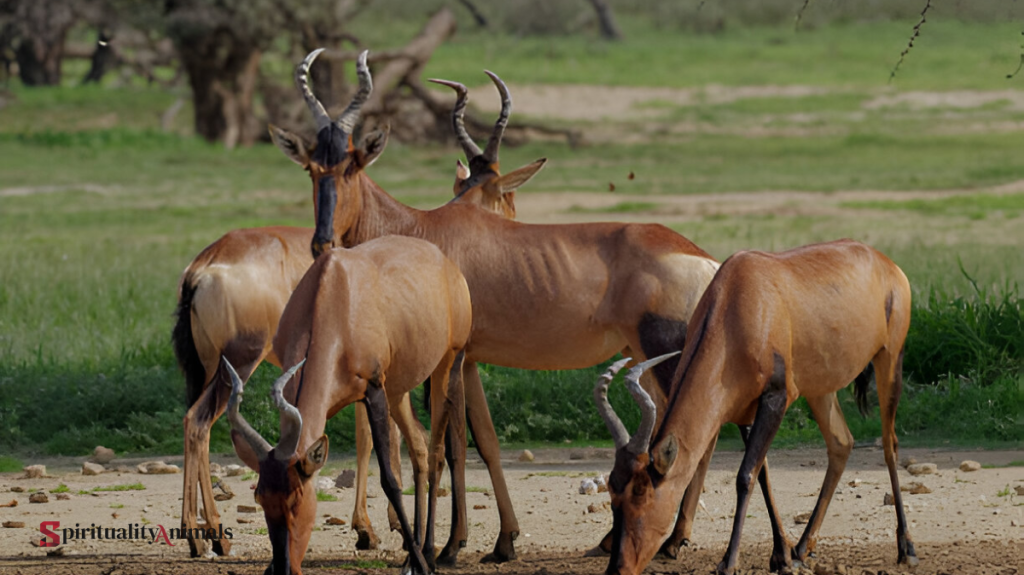 Spiritual Meaning of Kudu