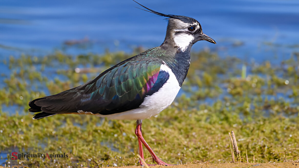 Spiritual Meaning of Lapwing