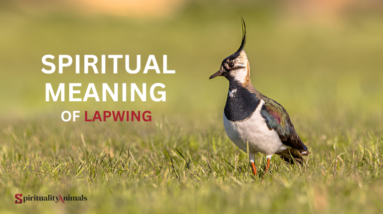 Spiritual Meaning of Lapwing