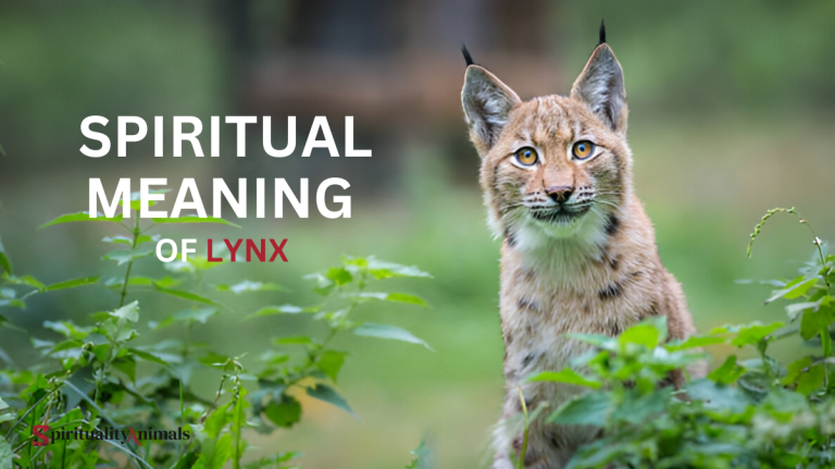 Spiritual Meaning of Lynx