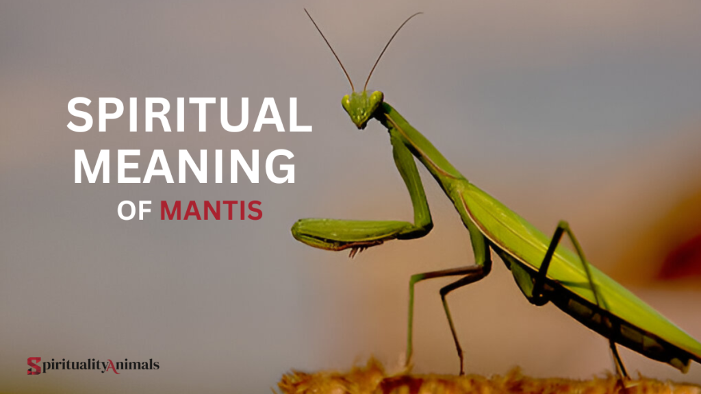 Spiritual Meaning of Mantis