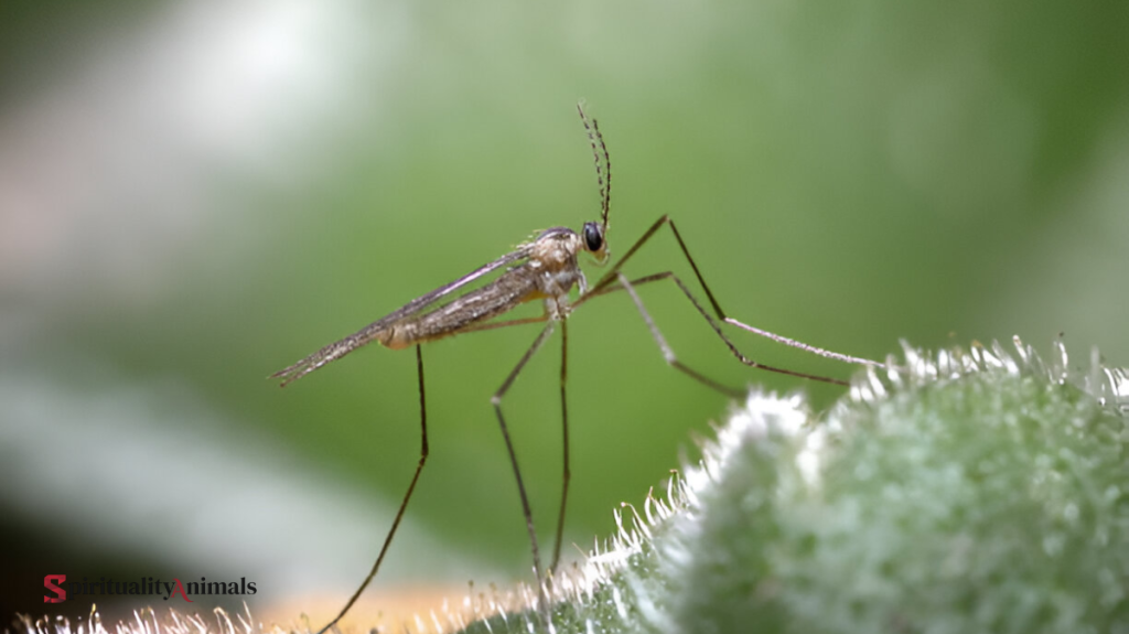 Spiritual Meaning of Midge