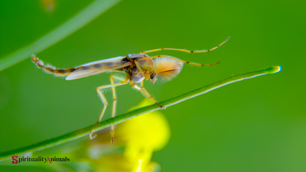 Spiritual Meaning of Midge