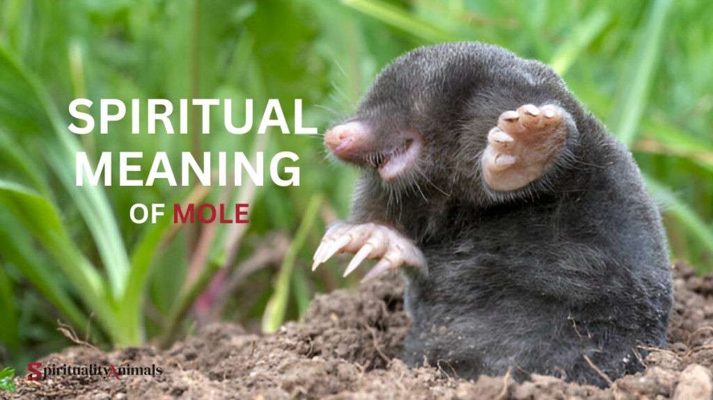 Spiritual Meaning of Mole