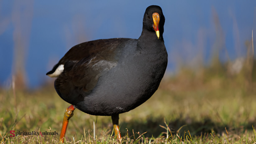 Spiritual Meaning of Moorhen