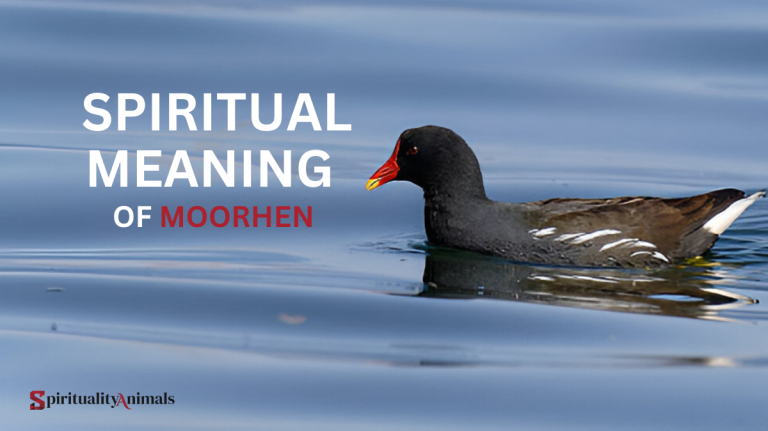 Spiritual Meaning of Moorhen