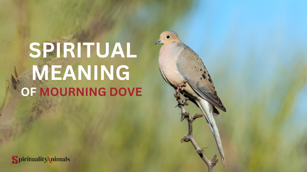 Spiritual Meaning of Mourning Dove
