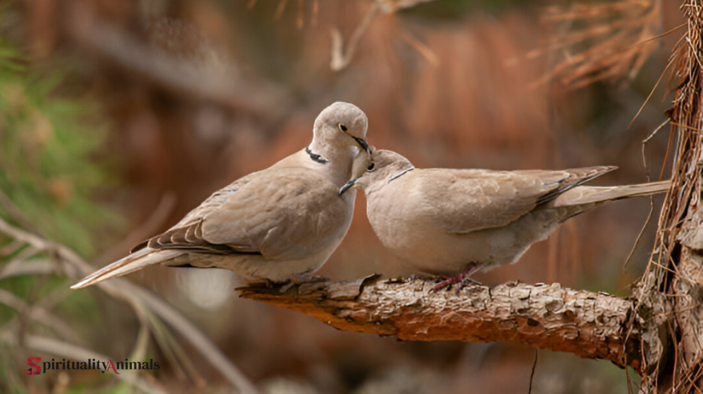 Spiritual Meaning of Mourning Dove