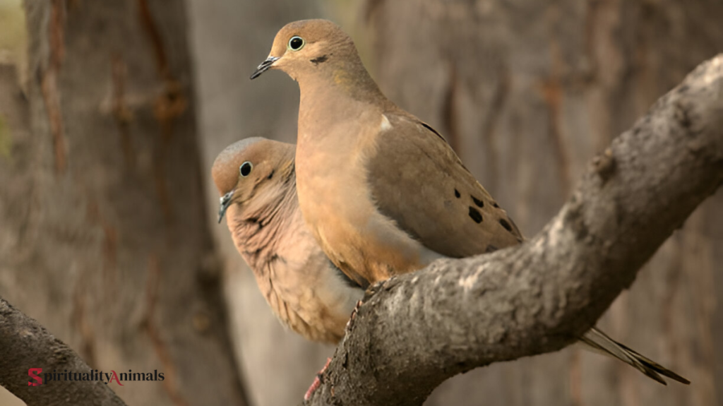 Spiritual Meaning of Mourning Dove
