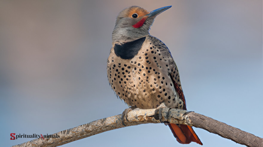 Spiritual Meaning of Northern Flicker