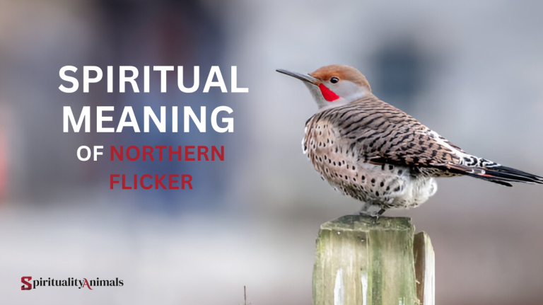 Spiritual Meaning of Northern Flicker