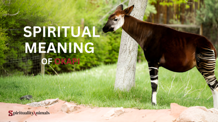 Spiritual Meaning of Okapi