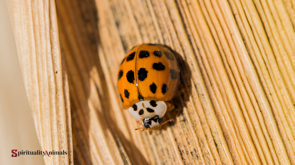 Spiritual Meaning of Orange Ladybug