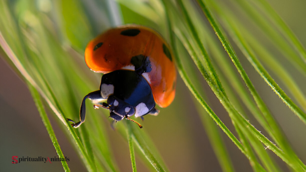 Spiritual Meaning of Orange Ladybug