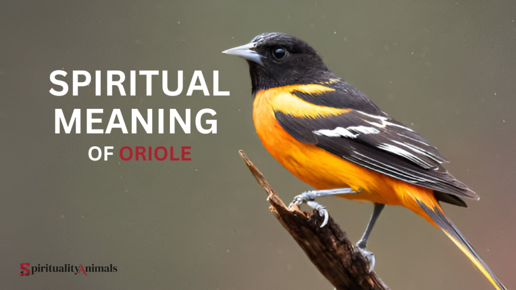 Spiritual Meaning of Oriole
