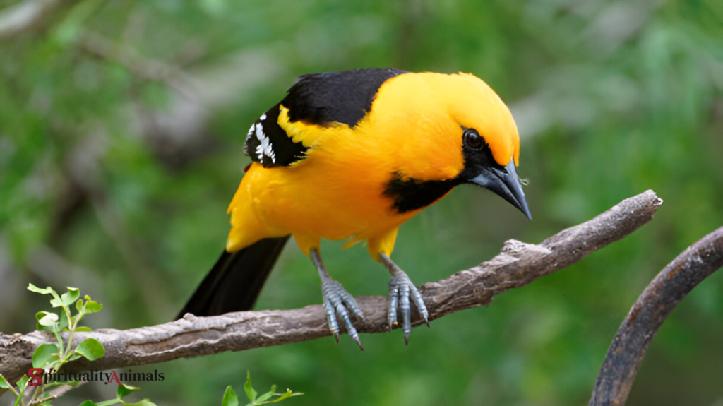 Spiritual Meaning of Oriole