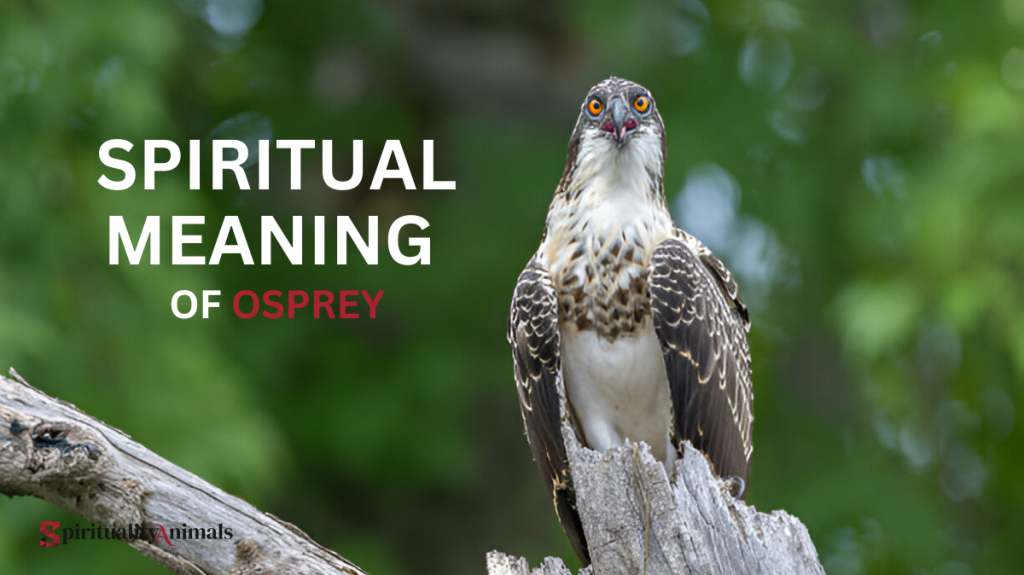 Spiritual Meaning of Osprey