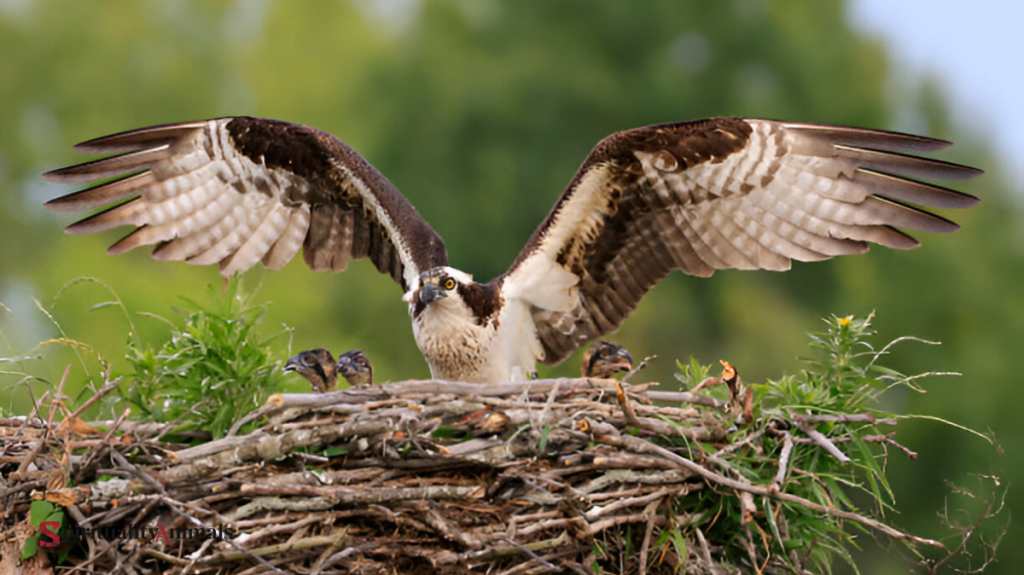 Spiritual Meaning of Osprey