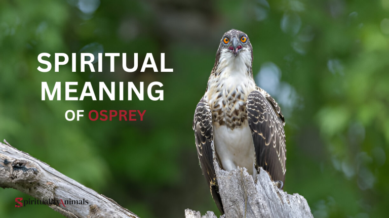 Spiritual Meaning of Osprey