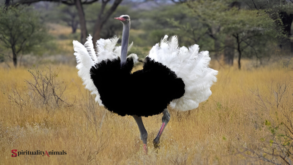 Spiritual Meaning of Ostrich
