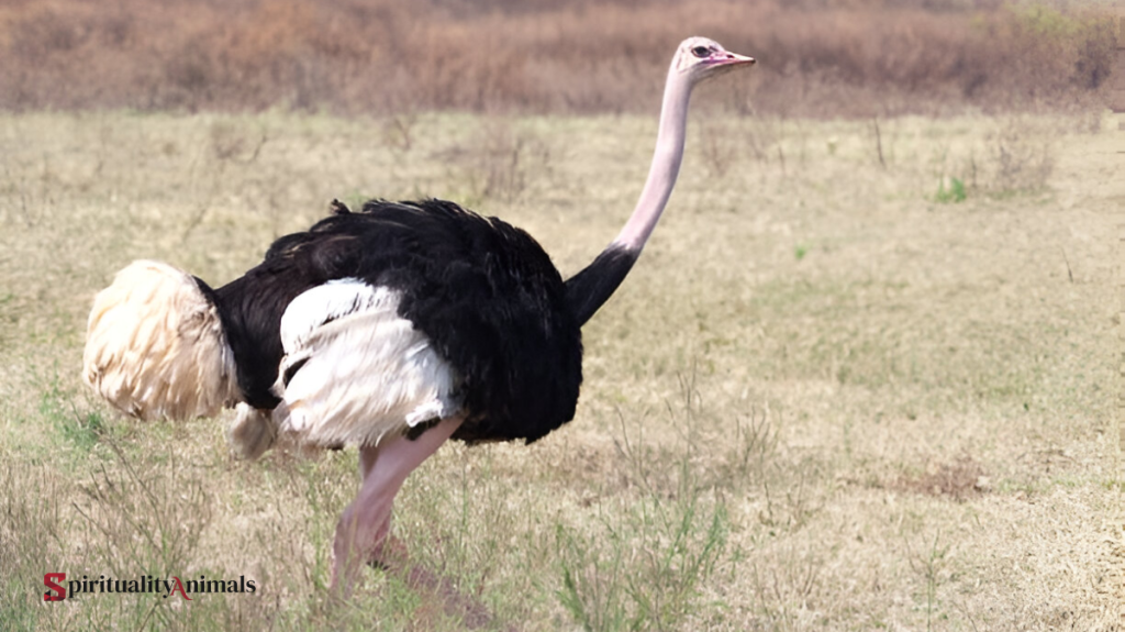 Spiritual Meaning of Ostrich