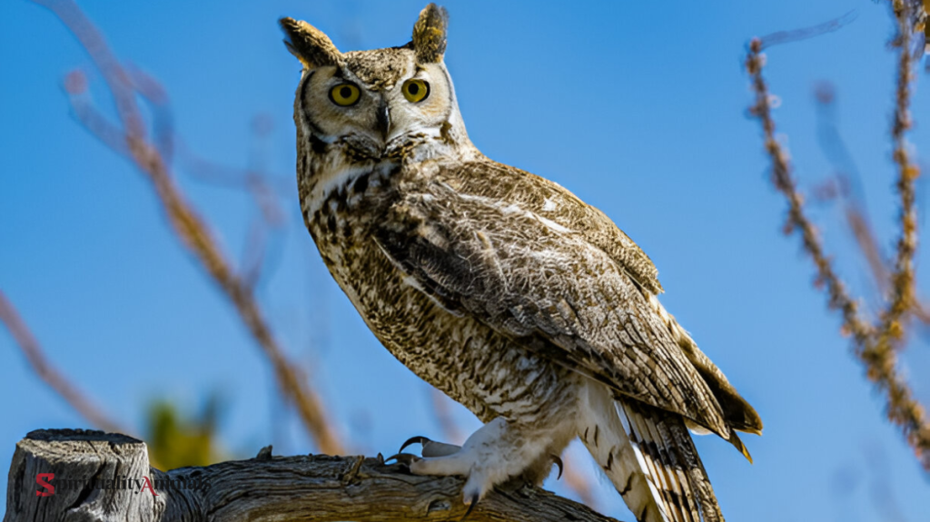 Spiritual Meaning of Owl