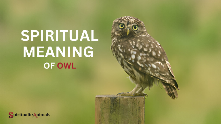 Spiritual Meaning of Owl