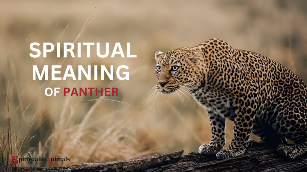 Spiritual Meaning of Panther