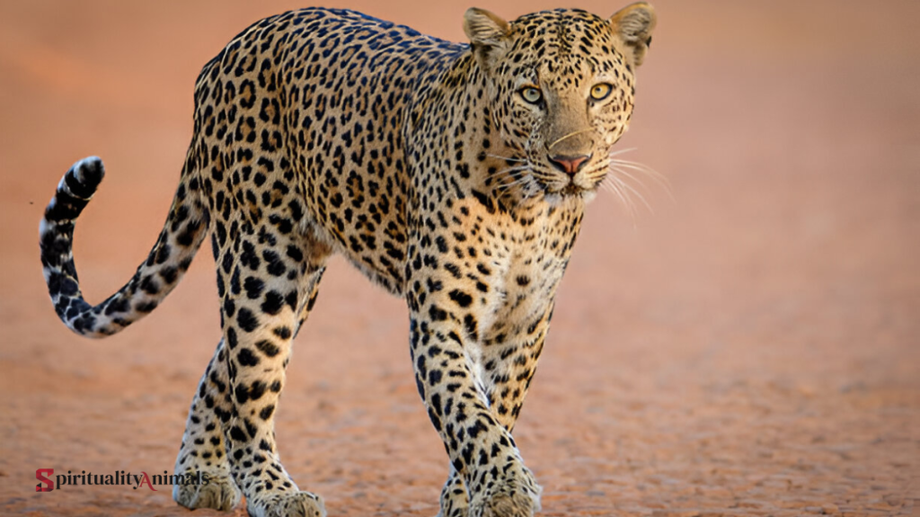 Spiritual Meaning of Panther