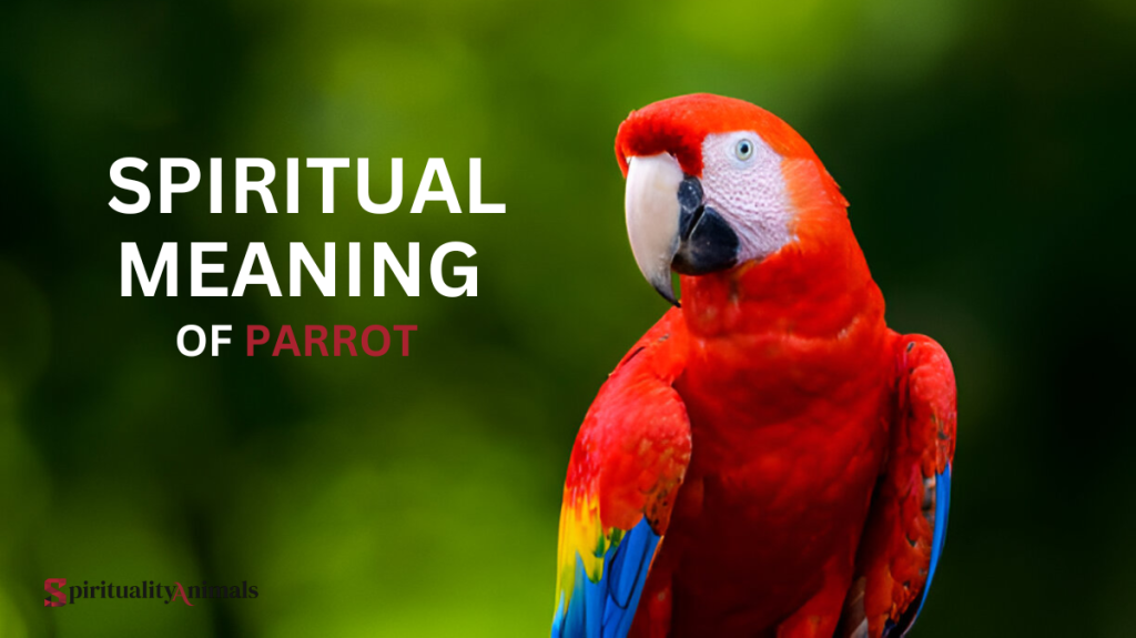 Spiritual Meaning of Parrot