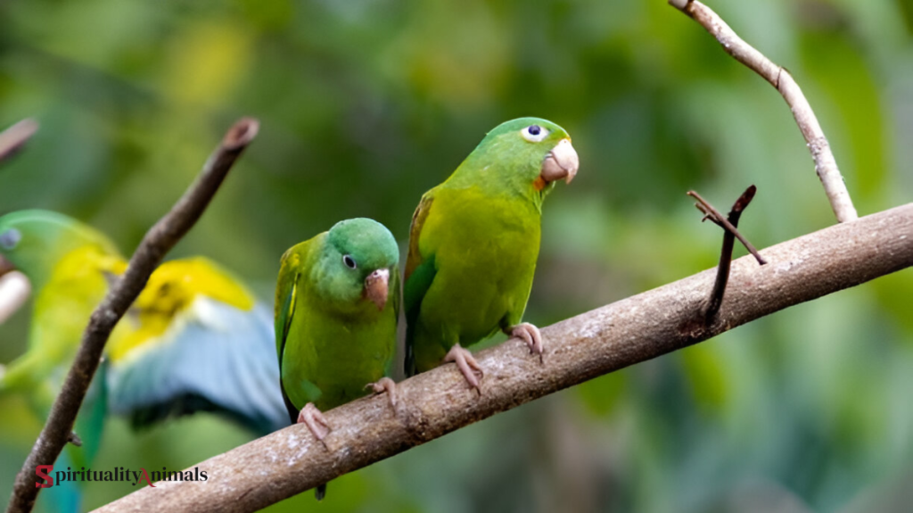 Spiritual Meaning of Parrot