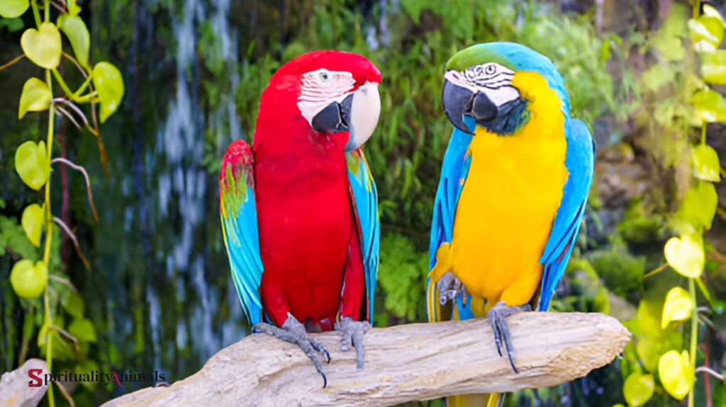 Spiritual Meaning of Parrot