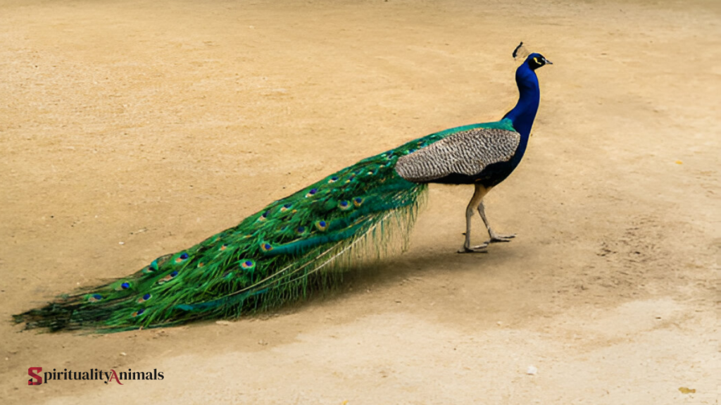 Spiritual Meaning of Peacock