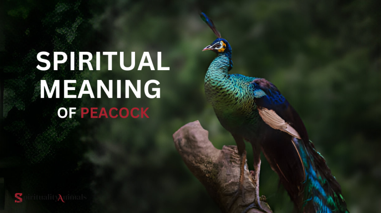 Spiritual Meaning of Peacock