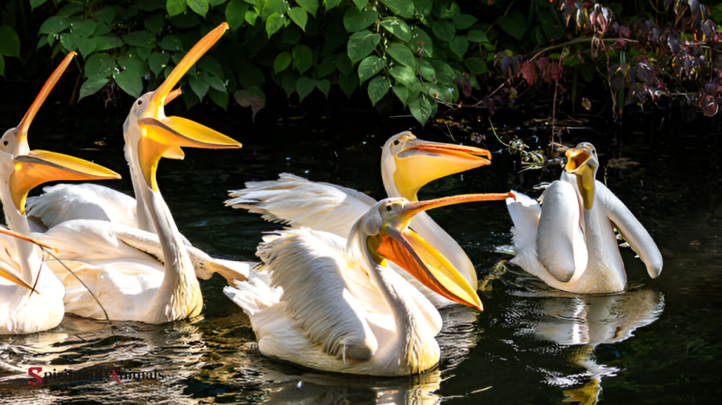 Spiritual Meaning of Pelican