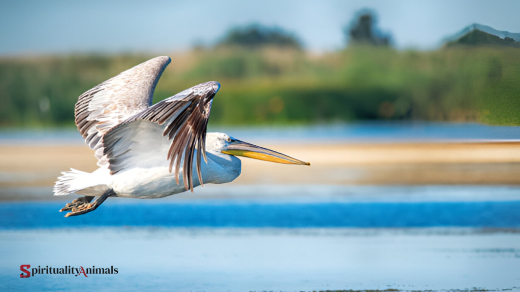 Spiritual Meaning of Pelican