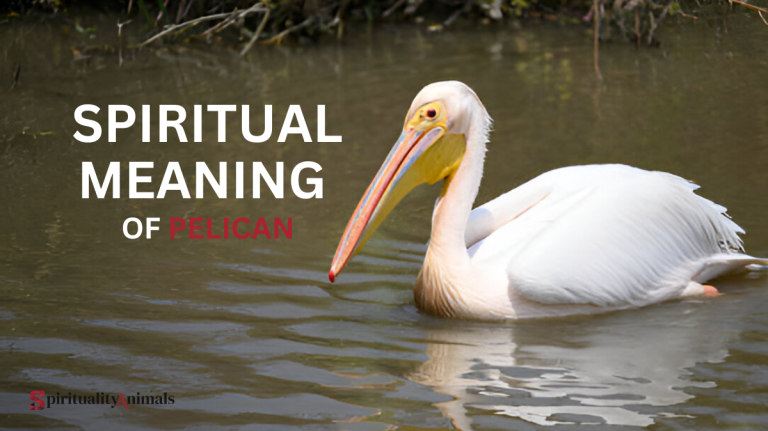 Spiritual Meaning of Pelican