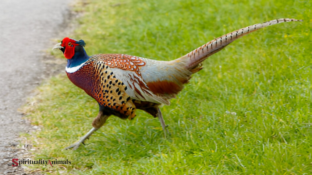 Spiritual Meaning of Pheasant Crossing Your Path